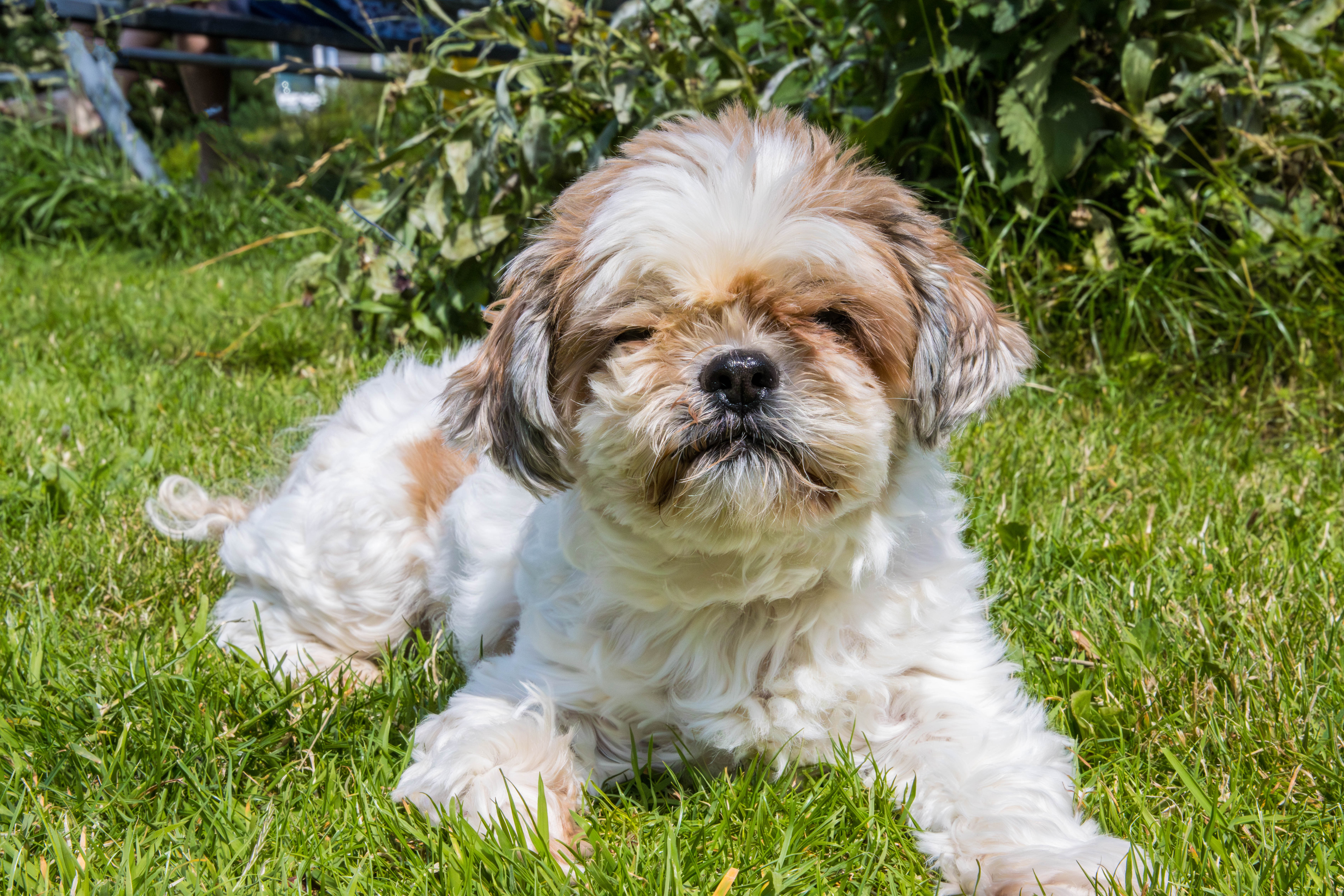 Shih tzu-_MG_6694.jpg